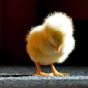 Meet your Posher, Liora